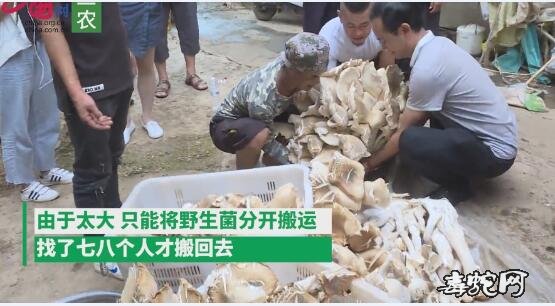 世界上最大的野生菌!云南村民捡到312斤巨型野生菌!