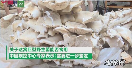 世界上最大的野生菌!云南村民捡到312斤巨型野生菌!