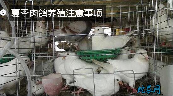 鸽子养殖技术图片