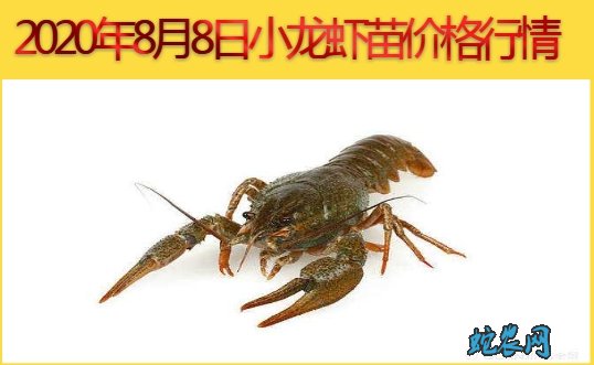 2020年8月8日小龙虾苗价格行情、今日小龙虾苗多少钱一斤?