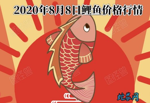2020年8月8日鲤鱼价格行情、今日鲤鱼多少钱一斤?