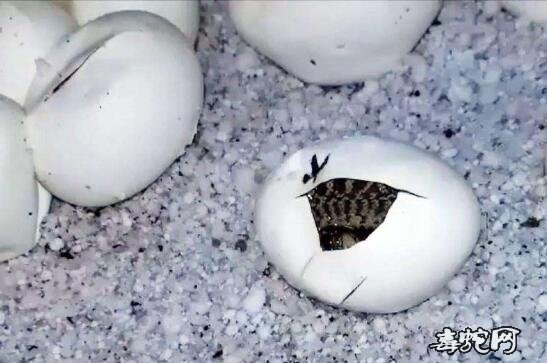蛇蛋孵化过程变化图