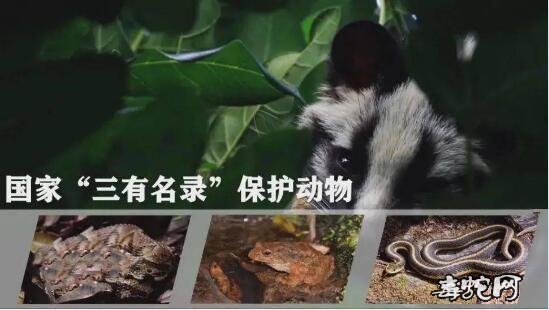 启东吕四有毒蛇出没!查封一个766条的养蛇场!