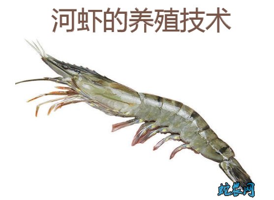 养殖河虾图片