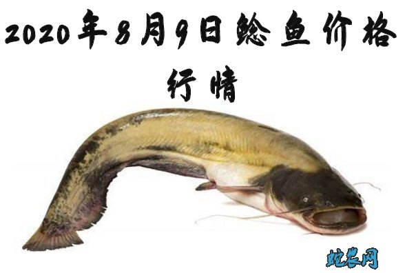 2020年8月9日鲶鱼价格行情