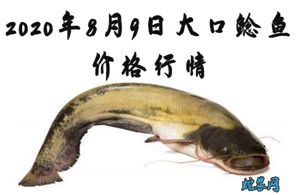 2020年8月9日大口鲶鱼价格行情、今日大口鲶鱼多少钱一斤?