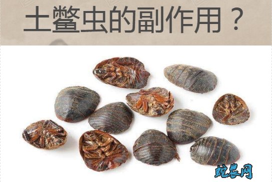 土鳖虫的副作用图片