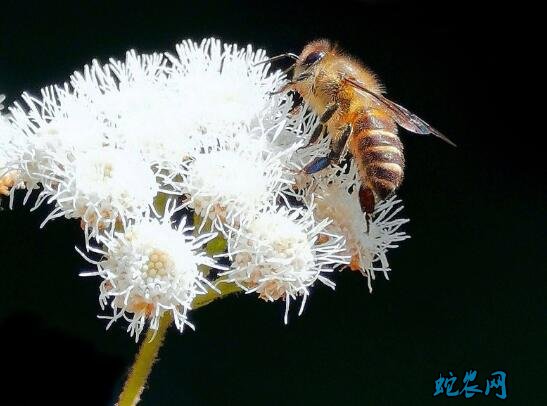 小蜜蜂图片图片3