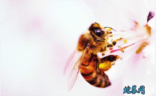 小蜜蜂图片图片4