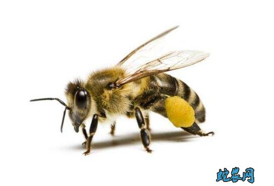小蜜蜂图片图片2