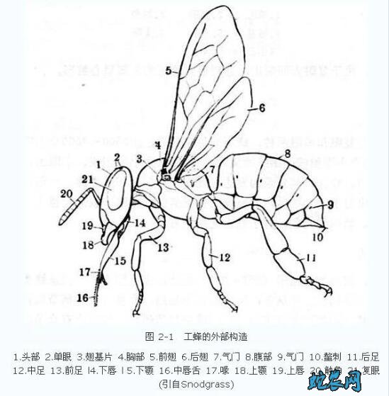 小蜜蜂图片图片12