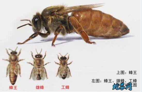 小蜜蜂图片图片5