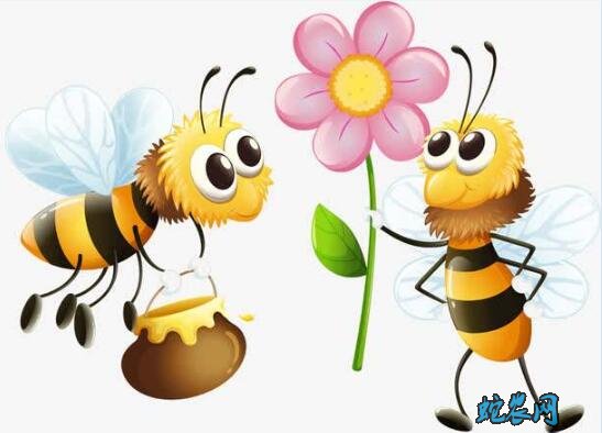 小蜜蜂图片图片8