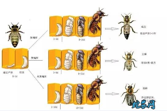 小蜜蜂图片图片14