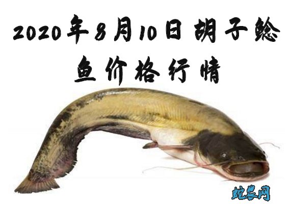 2020年8月10日胡子鲶鱼价格行情、今日埃及胡子鲶、八胡鲶鱼多少钱一斤？