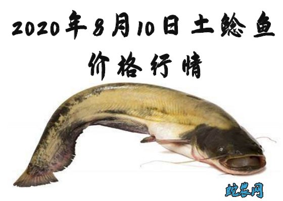2020年8月10日土鲶鱼价格行情、今日土鲶鱼多少钱一斤？