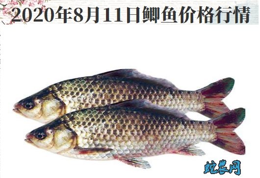 2020年8月11日鲫鱼价格行情、今日各种鲫鱼多少钱一斤?