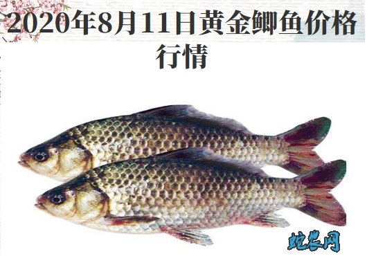 2020年8月11日黄金鲫鱼价格行情、今日黄金鲫鱼多少钱一斤?