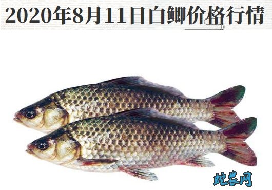 2020年8月11日白鲫价格行情、今日白鲫鱼多少钱一斤?