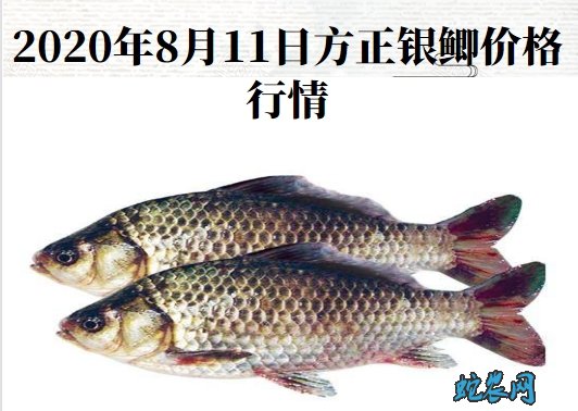 2020年8月11日方正银鲫价格行情、今日方正银鲫鱼多少钱一斤?