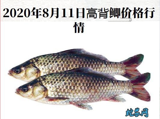 2020年8月11日高背鲫价格行情、今日高背鲫鱼多少钱一斤？