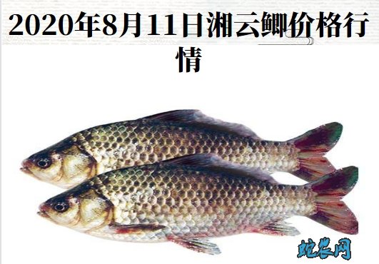 2020年8月11日湘云鲫价格行情、今日工程鲫、湘云鲫鱼多少钱一斤?