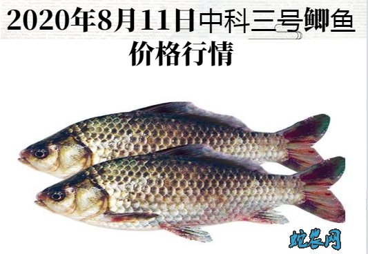 2020年8月11日中科三号鲫鱼价格行情、今日中科三号鲫鱼多少钱一斤?