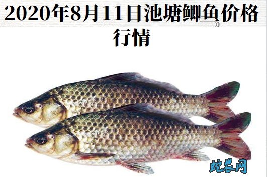 2020年8月11日池塘鲫鱼价格行情、今日池塘鲫鱼多少钱一斤?