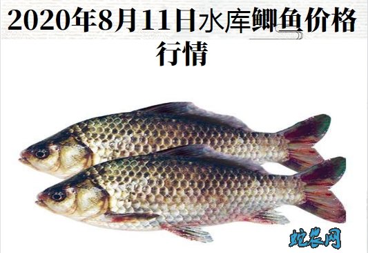 2020年8月11日水库鲫鱼价格行情、今日水库鲫鱼多少钱一斤?