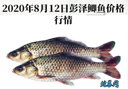 2020年8月12日彭泽鲫鱼价格行情、今日彭泽鲫鱼多少钱一斤?