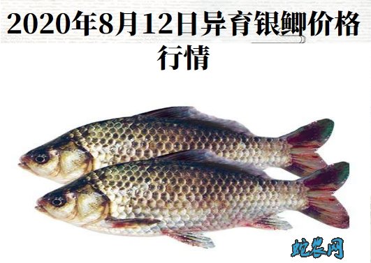 2020年8月12日异育银鲫价格行情、今日异育银鲫多少钱一斤?