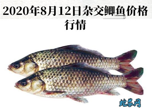 2020年8月12日杂交鲫鱼价格行情、今日杂交鲫鱼多少钱一斤?