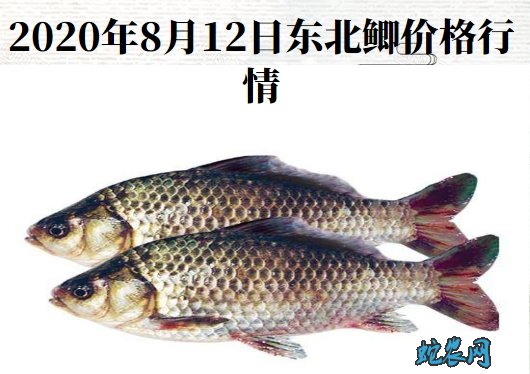 2020年8月12日东北鲫价格行情、今日东北鲫鱼多少钱一斤?
