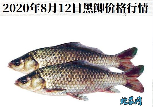 2020年8月12日黑鲫价格行情、今日黑鲫鱼多少钱一斤?