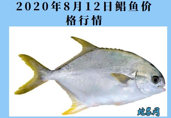 2020年8月12日鲳鱼价格行情、今日各种鲳鱼多少钱一斤?