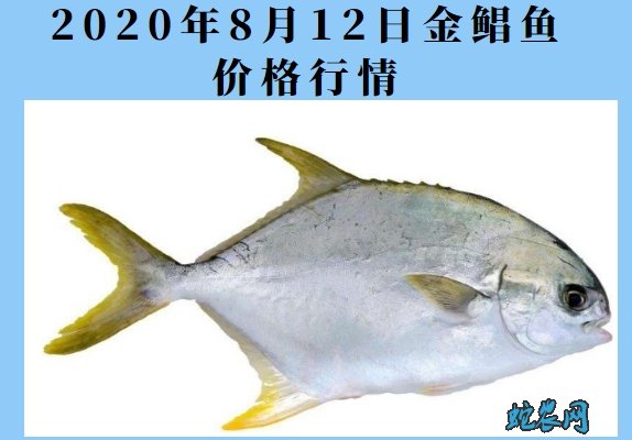 2020年8月12日金鲳鱼价格行情、今日金鲳鱼多少钱一斤?