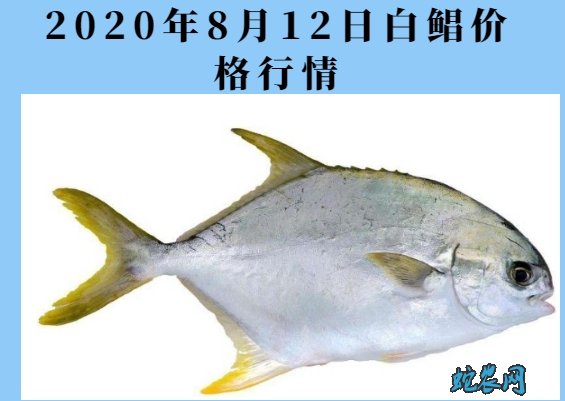 2020年8月12日白鲳价格行情、今日白鲳鱼多少钱一斤?