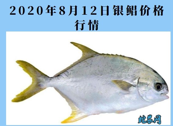 2020年8月12日银鲳价格行情、今日银鲳鱼多少钱一斤?