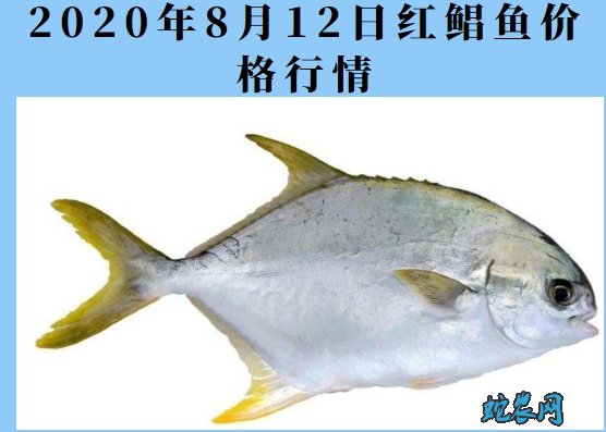 2020年8月12日红鲳鱼价格行情、今日淡水白鲳多少钱一斤?