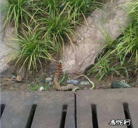 虎斑游蛇多少钱一条?