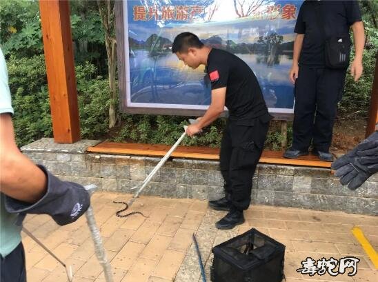 普者黑湿地公园银环蛇出没吓坏游客!森林公安立刻出动!