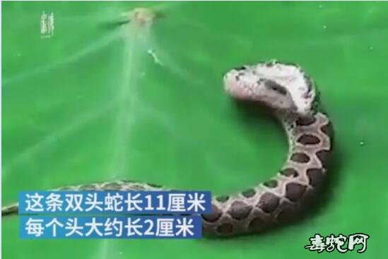 印度发现罕见的双头拉塞尔蝰蛇图片