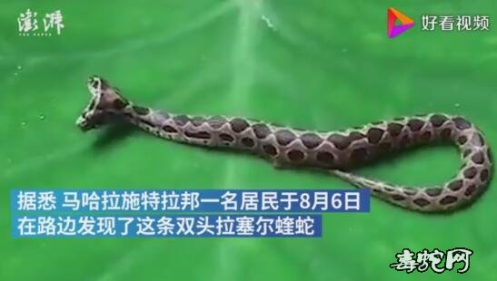 印度发现罕见的双头拉塞尔蝰蛇图片