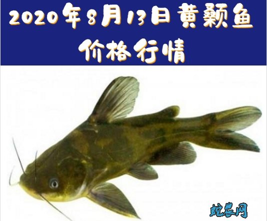 2020年8月13日黄颡鱼价格行情、今日黄颡鱼多少钱一斤?
