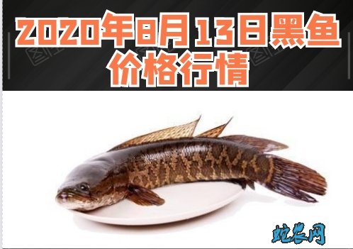2020年8月13日黑鱼价格行情、今日乌鳢鱼多少钱一斤?