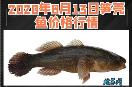 2020年8月13日笋壳鱼价格行情、今日笋壳鱼多少钱一斤？