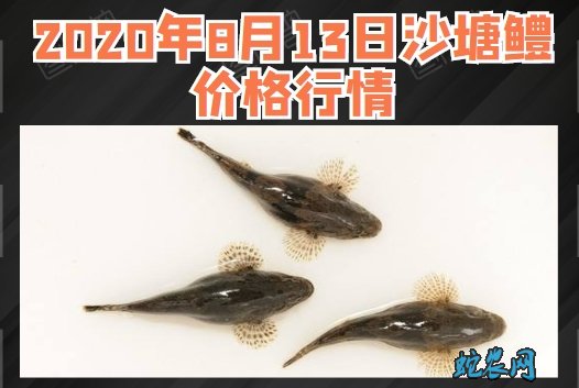 2020年8月13日沙塘鳢价格行情、今日沙塘鳢多少钱一斤?