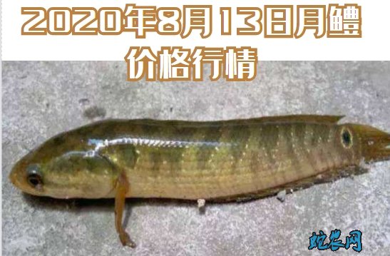 2020年8月13日月鳢价格行情、今日七星鱼多少钱一斤?
