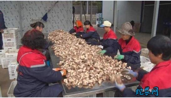 陕西:耀州区庙湾镇依托小香菇 成就扶贫大产业