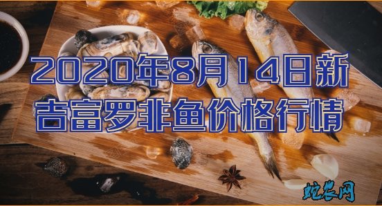 2020年8月14日新吉富罗非鱼价格行情、今日新吉富罗非鱼多少钱一斤?
